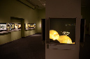 Wasp_exhibition__DSC3477